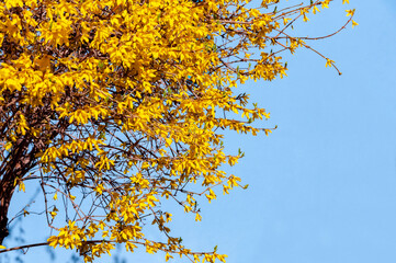 Forsythia bushes flowering in spring. Spring Bloom Forsythia flowers against a Blue Sky