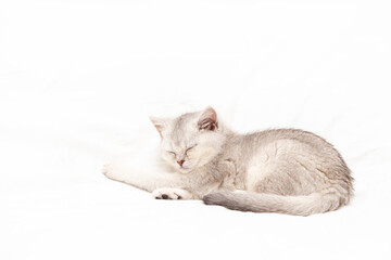 Small white British kitten sleeping on a white blanket.
