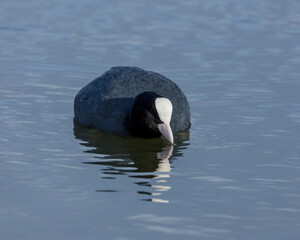 Coot. Black water bird swimming on a pond.