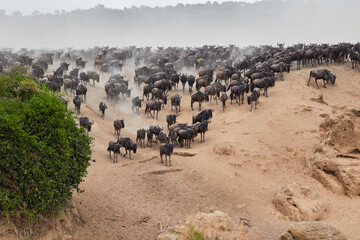 Wildebeest crossing the Mara River during the annual great migration.