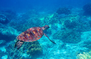 Sea turtle in blue water. Friendly marine turtle underwater photo. Oceanic animal in wild nature. Summer vacation activity. Snorkeling or diving banner template. Tropical seashore with sea tortoise.