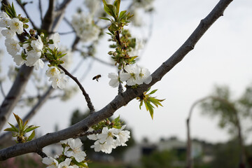 blooming tree in spring