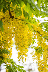 Golden Shower Tree   or Cassia fistula