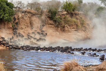 Wildebeest crossing the Mara River during the annual great migration.