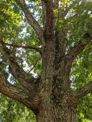 large tree, covered in moss