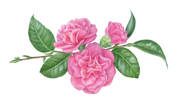 Watercolour camellia branch. Flowers, buds and leaves arrangement