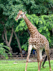 giraffe in the zoo