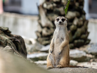 Fototapeta premium meerkat on the lookout
