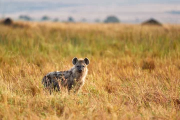  Hyena in the high grass of the Maasai Mara © Lennjo