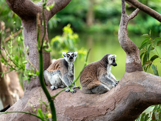 lemur on tree