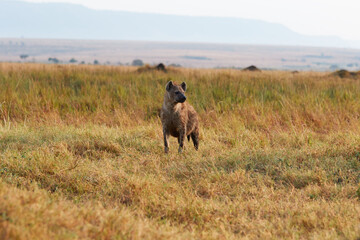 Fototapeta na wymiar Hyena in the high grass of the Maasai Mara