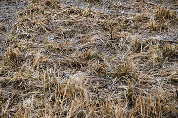 Natural spring background of dry yellow grass. Danger of spring fires, do not set fire to dry grass. An unkempt lawn that has not been mowed or watered for a long time.