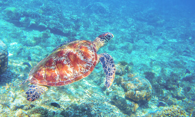 Naklejka na ściany i meble Sea turtle swimming in blue water. Sea turtle in blue water. Friendly marine turtle underwater photo. Oceanic animal in wild nature. Summer vacation activity. Snorkeling or diving banner template.