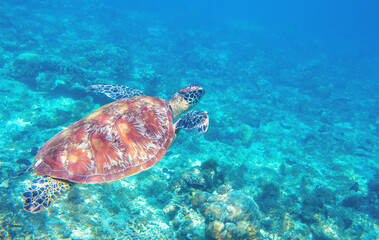Fototapeta na wymiar Sea turtle swimming in blue water. Cute sea turtle in blue water of tropical sea. Green turtle underwater photo. Wild marine animal in natural environment. Endangered species of coral reef. Tropical