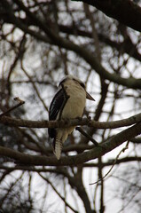 bird on a branch