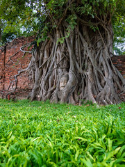 Buddha head statue covered in root