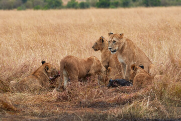 Pride of lions at the Masaai Mara