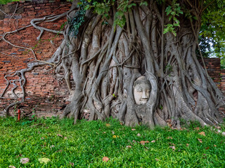 Buddha head statue covered in root