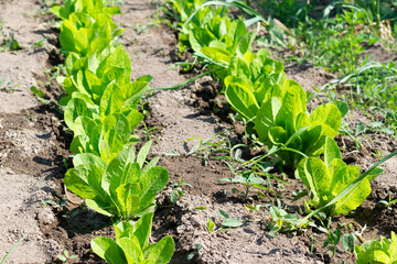 Growing herbs and  lettuce in the summer