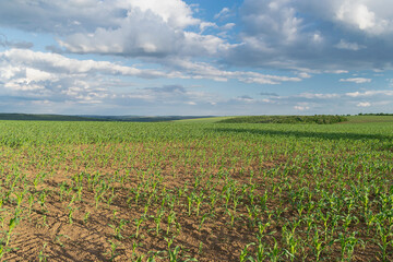 Green corn field in the eastern Bulgaria in the summer