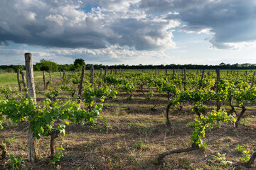 Fototapeta na wymiar Landscape of rows in the vineyard, Bulgaria