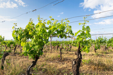 Fototapeta na wymiar Growing bio grapes in the northern fields in the summer