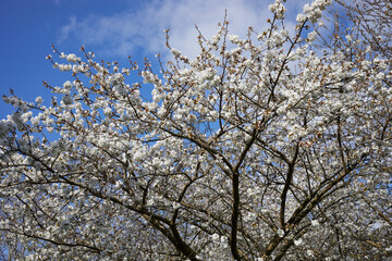 Cherry blossom against blue sky with white clouds.