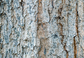 Cracked bark texture closeup. Faded weathered bark with cracks. Natural textured background. Rustic wood backdrop. Tree trunk macro photo. Grungy lumber close-up. Rough natural wood surface