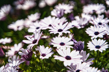 flower, osteospermum, nature, daisy, plant, petal, beauty, blossom, purple, background, summer, white, floral, spring, close-up, isolated, macro, season, flower head, fresh, african, no people, violet