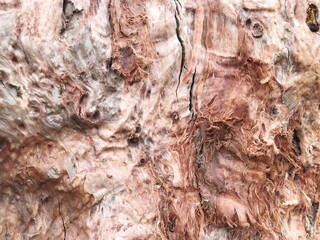 Old Wood texture,Bark texture for the background or text.