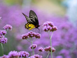 Fototapeta premium Butterfly