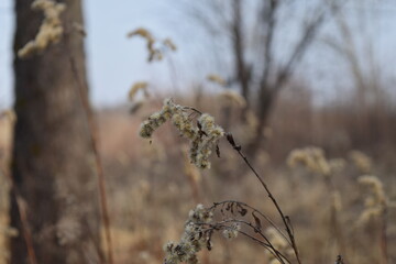 Fluffy plant on a blurred background of nature.