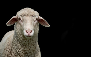 Close-up of a white lamb isolated on black background