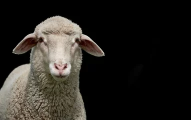 Fototapete Rund Close-up of a white lamb isolated on black background © Thomas Marx