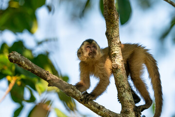 The Hooded capuchin monkey (Sapajus cay)