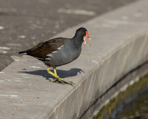 Moorhen, bird, at the edge of a man made lake.