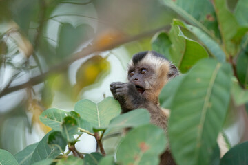 The Hooded capuchin monkey (Cebus apella cay)