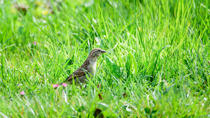 Sparrow bird in the grass, one individual