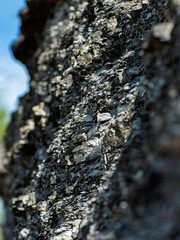 Stones texture and background. Rock texture. 