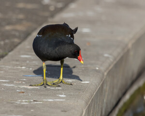 Moorhen, bird, at the edge of a man made lake.