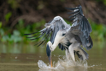 The cocoi heron (Ardea cocoi)