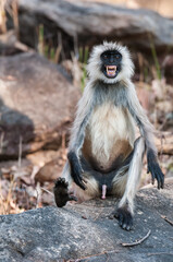 portrait of a long macaque. Langur is angry.