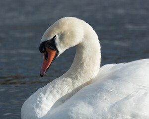 Portrait of a Mute Sawn. A large white bird swimming on a pond.