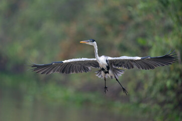The cocoi heron (Ardea cocoi)