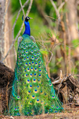 Obraz premium peacock with feathers