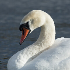 Portrait of a Mute Sawn. A large white bird swimming on a pond.
