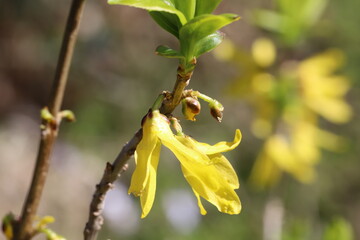 春の公園に咲くレンギョウの黄色い花