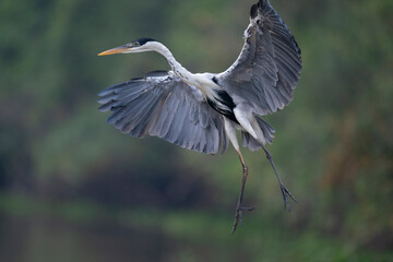 The cocoi heron (Ardea cocoi)