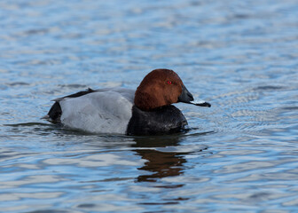 A Male Pochard Duck swimming on a pond.