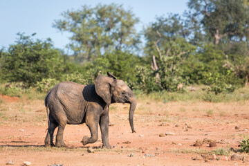 Fototapeta premium Young African bush elephant running in savanah in Kruger National park, South Africa ; Specie Loxodonta africana family of Elephantidae